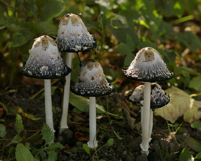 Coprinus comatus